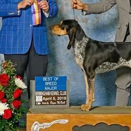 Bluetick Coonhounds and Dachshunds from Topnotch Hound LLC