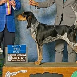 Bluetick Coonhounds and Dachshunds from Topnotch Hound LLC