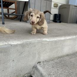 Whiskey - Dachshund