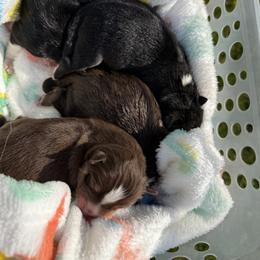 Pomsky Puppies from Summer Faulkner