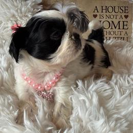Akc Glamour Baby Doll, - Black and white female Shih Tzu puppy in Long Beach, California from Prieto Shih-Tzu's