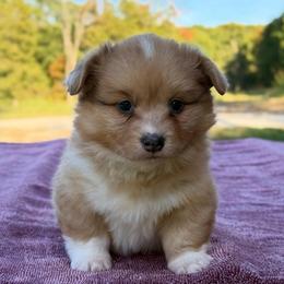 Penny (Willow) - Sable merle and white female American Corgi puppy in Fayetteville, Arkansas from Intergalactic Corgis