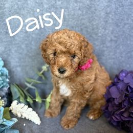 Daisy - Red female Cavapoo puppy in Arizona from AZ Cavapoos