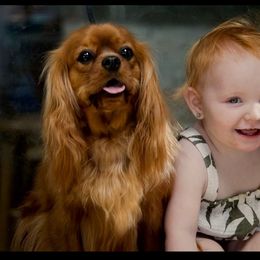 Scarlet - Cavalier King Charles Spaniel