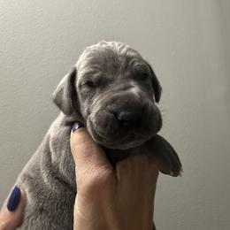 Great Dane All Grown Up from Dream Danes House of Cambridge Great Danes