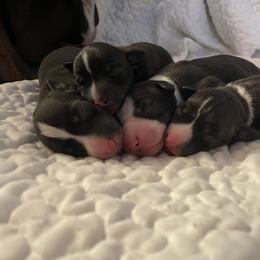 Italian Greyhound Puppies from Kentucky Greyhounds