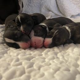 Italian Greyhound Puppies from Kentucky Greyhounds