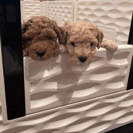 Goldendoodle Puppies from Proctor’s Petite Goldendoodles