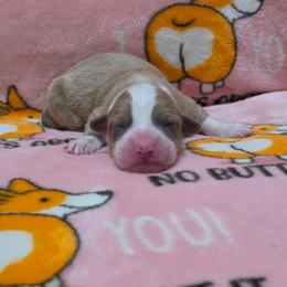 Boy 4 - Sable and white male American Corgi puppy in Tallahassee, Florida from Koko's Korgis