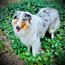Collie and Yorkshire Terrier All Grown Up from Puppy Dog City