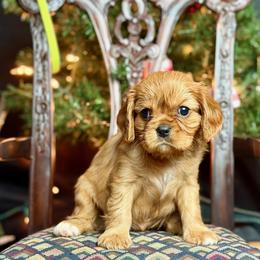 Cavalier King Charles Spaniel Puppies from Holston Mountain Cavaliers