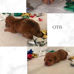 Otis - Dapple male Dachshund puppy in Saint Paul, Minnesota from Vibrant Eyes Doxies