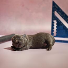 Tum Tum - Blue male Mi-Ki puppy in Wales, Wisconsin from Phantastic Mi-kis