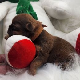 Shih Tzu Puppies from My Little Shih Tzu Dreams