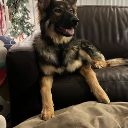 Girl 3 - Sable German Shepherd puppy in Crown Point, Indiana from Nordwolfe