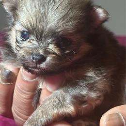 Rosie - Orange sable female Pomeranian puppy in Kansas City, Missouri from S&K Pomeranians