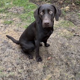 Labrador Retriever All Grown Up from Little River Labradors