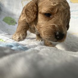 Goldendoodle Puppies from Cassie Farms