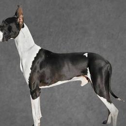 Whiskey - Great Dane