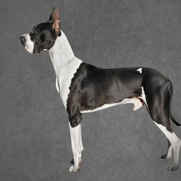 Whiskey - Great Dane