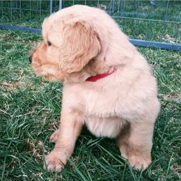 Golden Retrievers from Camden Ranch