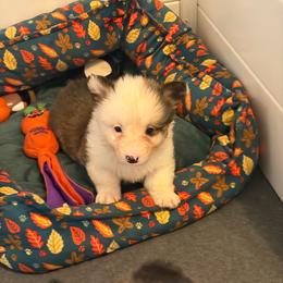 Casper - Sable male Pembroke Welsh Corgi puppy in Boyd, Texas from Barker's Corgis