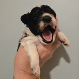 Spot - Parti male Miniature Schnauzer puppy in Hickory, North Carolina from Selene's Schnauzers