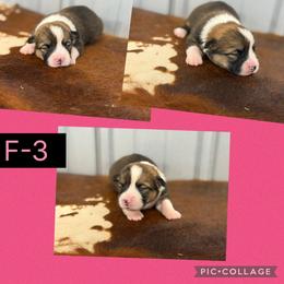 Girl 3 - Red female Pembroke Welsh Corgi puppy in Linden, Texas from W&W “lil” Wrangler Corgis