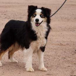 Australian Cattle Dogs, Australian Shepherds, Miniature Australian Shepherds, and Pembroke Welsh Corgis from Soqui Ortiz Cattle Ranch