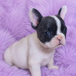 Blanca - Black and white female French Bulldog puppy in Maplewood, New Jersey from Poos&Bulls Keepsake