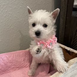 Poodle and West Highland White Terrier Puppies from JJs Puppies of the Carolinas