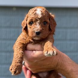 Callum - Red male Cavapoo puppy in Council Bluffs, Iowa from The Doodle Den