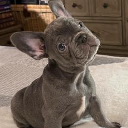 Joanie - Blue female French Bulldog puppy in Clifton, Texas from Blue Ribbon French Bulldogs
