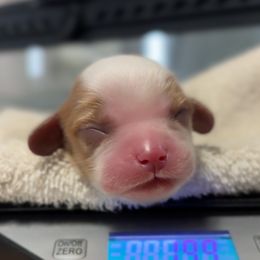 C. Girl - Blenheim female Cavalier King Charles Spaniel puppy in Siloam Springs, Arkansas from Queen Cavaliers
