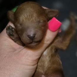 Green Collar Girl - Red  female Poodle puppy in Vernon, Texas from Sugarland's Texas Goldendoodles