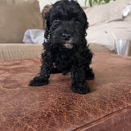 Bea - Black and white female Cavapoo puppy in Strasburg, Pennsylvania from Still Water Puppies