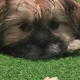 Boy four...yellow collar - Tricolor male Shih Tzu puppy in New Bern, North Carolina from Kuddly Creatures
