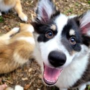 Boy 1 - White tan and black Icelandic Sheepdog puppy in Osprey, Florida from Seabreeze Icelandics