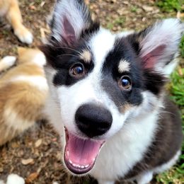 Boy 1 - White tan and black Icelandic Sheepdog puppy in Osprey, Florida from Seabreeze Icelandics