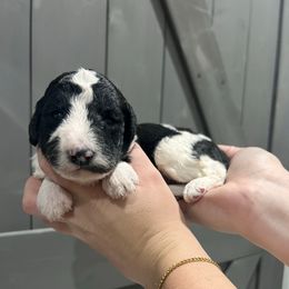Comet - Parti male Labradoodle puppy in Monticello, Georgia from Daylin’s Doodles & Labradors