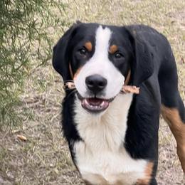 Rugby 7 months Trained - Black, white and red male Greater Swiss Mountain Dog puppy in Gainesville, Florida from Ambermoon Kooikerhondje Blackamber Greater Swiss Mountain Dogs