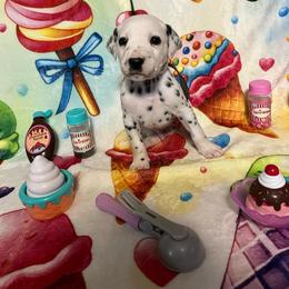 Butterscotch- Gray- LUA - White and black male Dalmatian puppy in Claremore, Oklahoma from Lotsofdots Dalmatians
