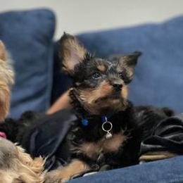 Poodles, Yorkipoos, and Yorkshire Terriers from Luv My Yorkies, LLC