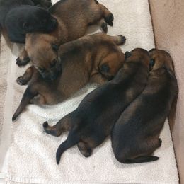 Beagle and German Shepherd Puppies from Nebraska K9's