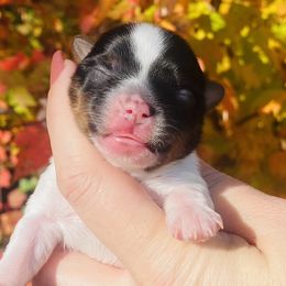 Biewer Terrier Puppies from Petit Bijou