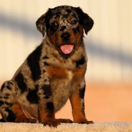 Asgard - 5350 - Harlequin male Beauceron puppy in Rockwall, Texas from Elitehaus