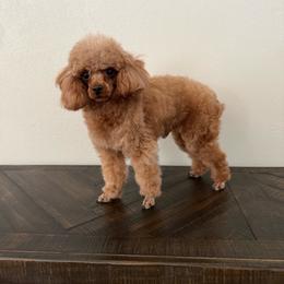 Jinx - Red  male Poodle puppy in Tecumseh, Oklahoma from Poodles in the Garden