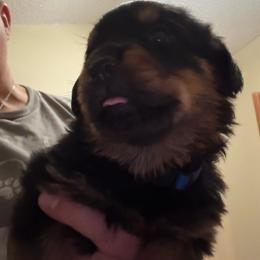 Blue boy - Black and mahogany male Rottweiler puppy in Colorado Springs, Colorado from Von Locher Rotties