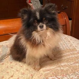 Pomeranians from East Coast Poms