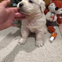Dexter - Light golden male Golden Retriever puppy in Grant County, Indiana from On The Sunny Side Pavey Farms